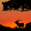 Cerf au cr�puscule